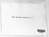 Blumeria graminis image